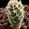 Pediocactus_peeblesianus